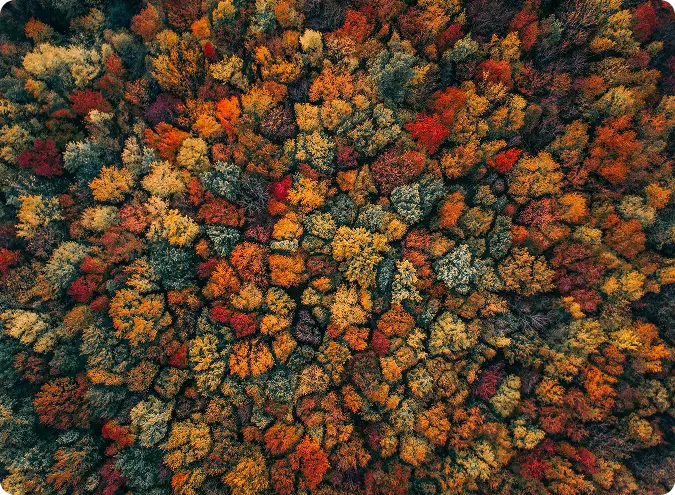 Mental Health Approach at Live Free Behavioral, NH